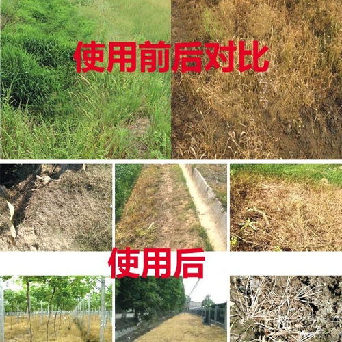 批發(fā)果園林園草甘膦除草劑爛根死根荒地雜草除草劑農藥