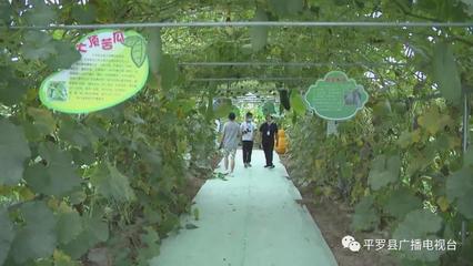 種業(yè)博覽會參會企業(yè)觀摩平羅縣農(nóng)作物制種基地
