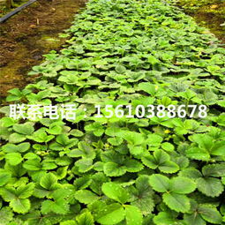 溫塔那草莓苗 溫塔那草莓苗什么價格
